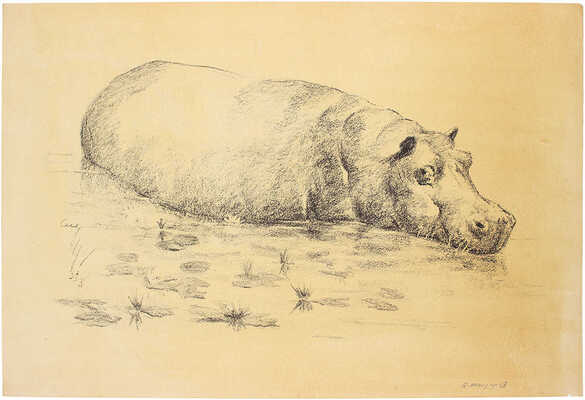 Шендеров Александр Семёнович. Гиппопотам